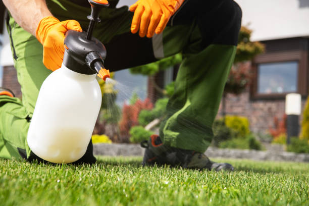 Wasp Removal Services in Staples, CT