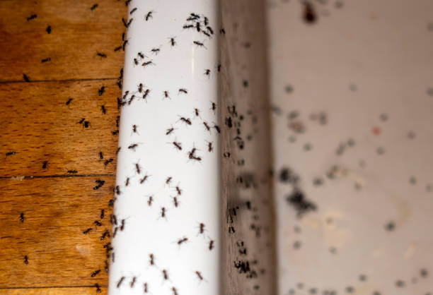 Best Best Pest Control Companies  in Staples, CT