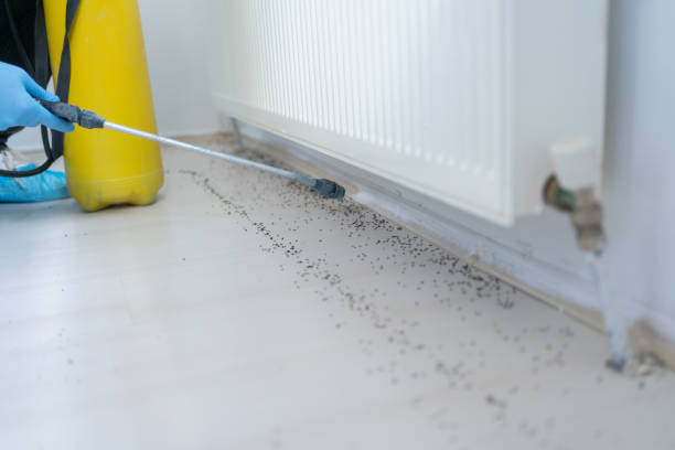 Best Wasp Removal Services  in Staples, CT