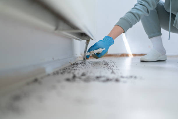 Best Flea Control Services  in Staples, CT